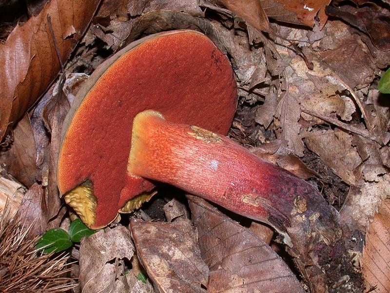 Boletus quelitii ? e ...l''altro??